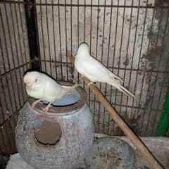 white red eye budgies breeder pair for sale