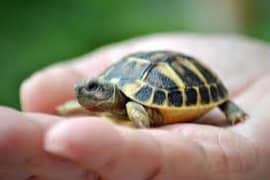 " turtle " come and buy a new baby turtle pet