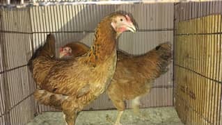 5 Aseel Cross Breed Andon Wali Murgian URGENTLY For Sale