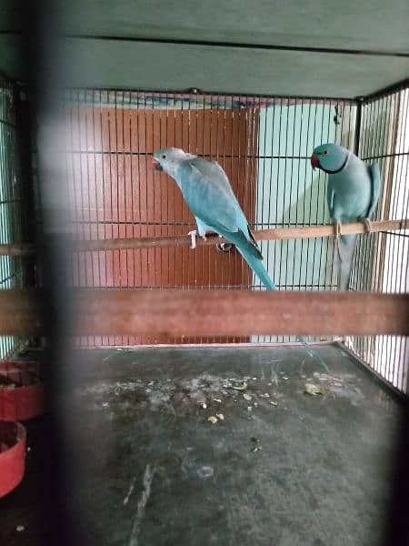 8 Years Blue Ringneck Breeder (1Pair) + 2 Boxes For Sale 0