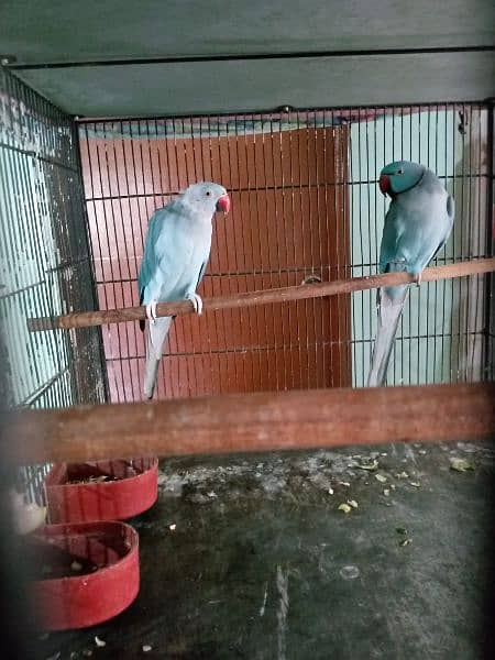 8 Years Blue Ringneck Breeder (1Pair) + 2 Boxes For Sale 1