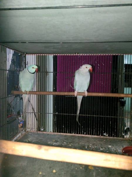 8 Years Blue Ringneck Breeder (1Pair) + 2 Boxes For Sale 2