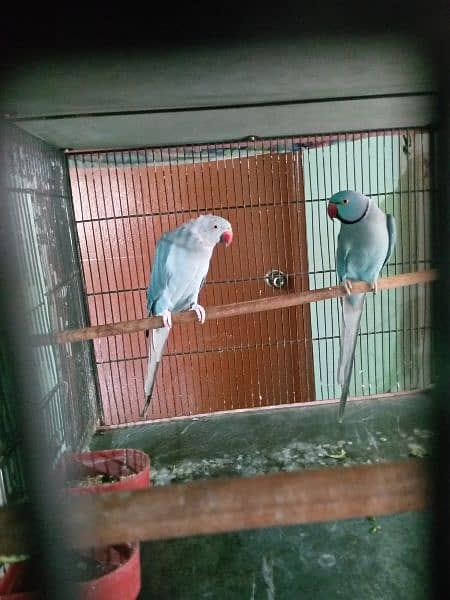 8 Years Blue Ringneck Breeder (1Pair) + 2 Boxes For Sale 3