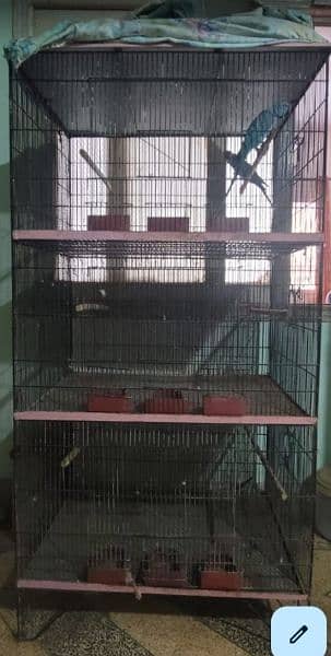 8 Years Blue Ringneck Breeder (1Pair) + 2 Boxes For Sale 4