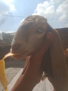 baby goat 03008811232 WhatsApp