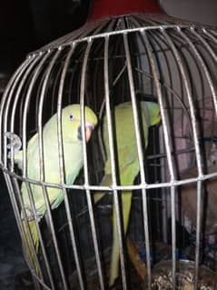 Ringneck Breeding pair