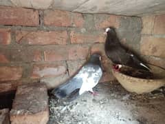 sabz khal or alfi ababil togi pair for sale 0