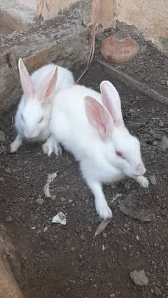 Rabbit for sale 0