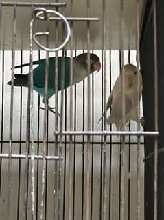 lovebirds pair for sale