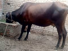 03006376950. freezan cow 1 din ki sui hy