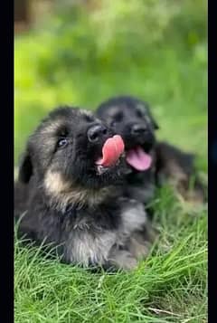 German shepherd puppy Black mask