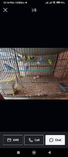 Australian parrots available for sale