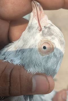 salata  male pigeon