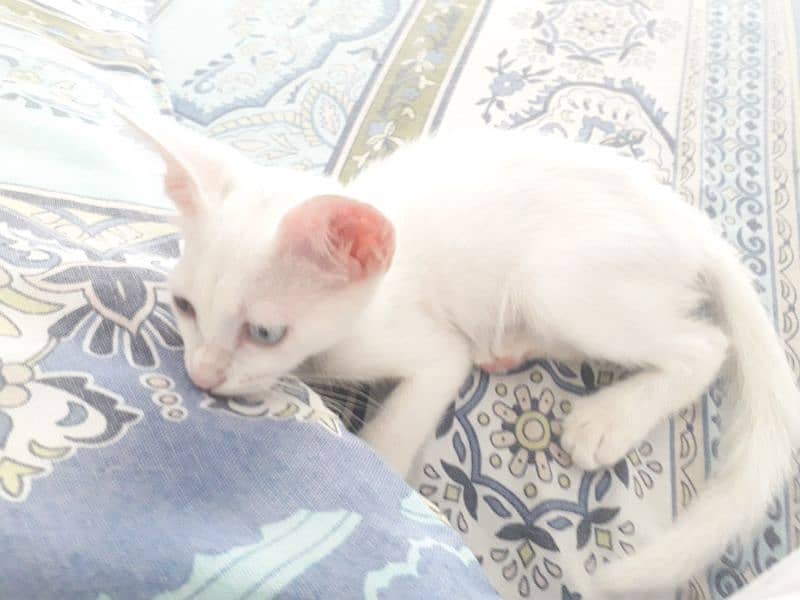 urgent sale persian kitten  (split eyes) bht rare milti h 3