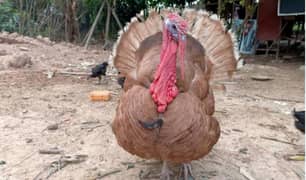 FANCY BIRDS FOR SALE IN MULTAN