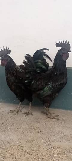 Ayam cemani fertile eggs and love birds