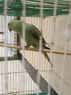 female parrot exchange with male parrot