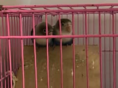 blue masked love birds pair with cage and swing