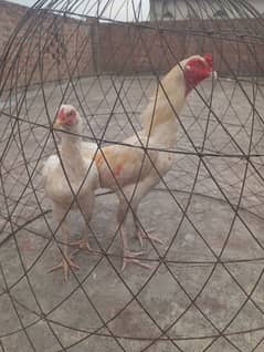 White Hera Aseel Eggs for sale.