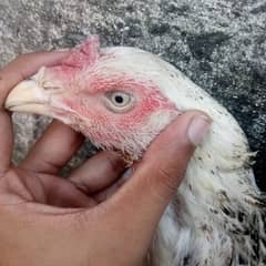 pure Aseel murgi full breeder urgent sale 0