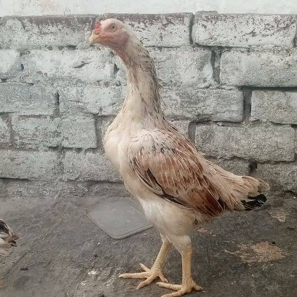 pure Aseel murgi full breeder urgent sale 1