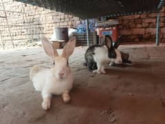 rabbits male female and pragnent 10.000 kami beshi hojae gi