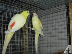 Gouldian Pair, Banglise Pair  Lutino Rump Pair