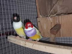 Gouldian Pair, Banglise Pairs