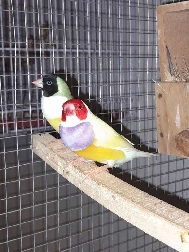 Gouldian Pair, Banglise Pairs 1