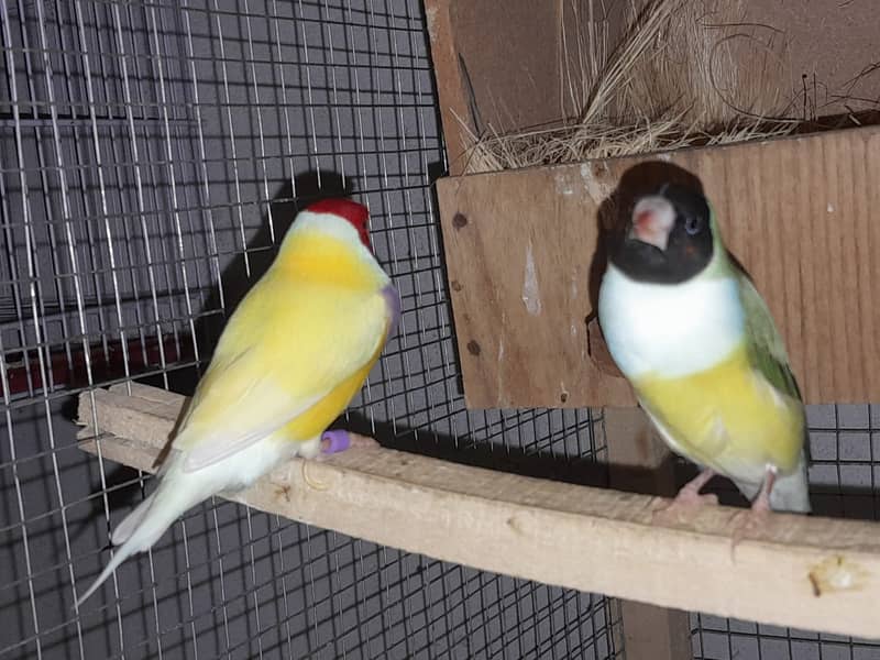 Gouldian Pair, Banglise Pairs 2