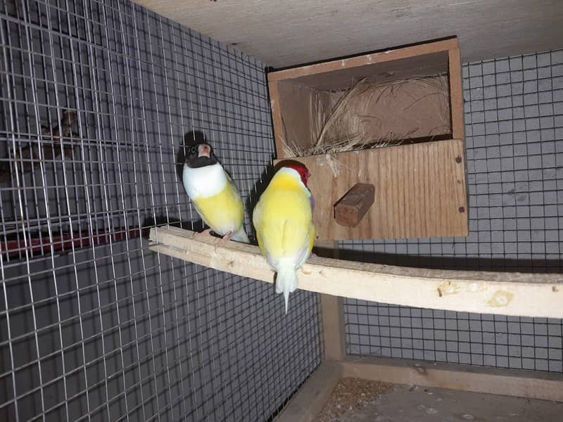 Gouldian Pair, Banglise Pairs 3