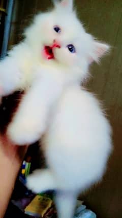 persian kittens foR sale blue eyes doll face