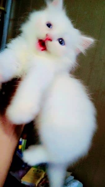 persian kittens foR sale blue eyes doll face 0