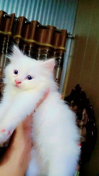 persian kittens foR sale blue eyes doll face 1