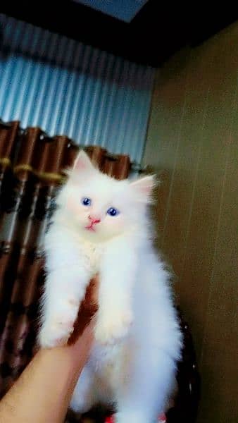 persian kittens foR sale blue eyes doll face 2