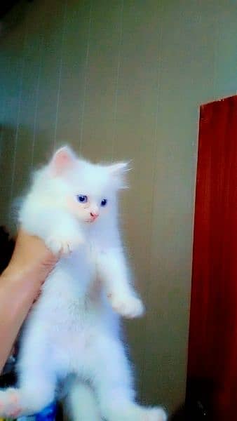 persian kittens foR sale blue eyes doll face 3