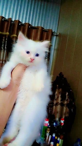 persian kittens foR sale blue eyes doll face 4