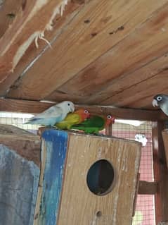 2 pair and 1. male parrot