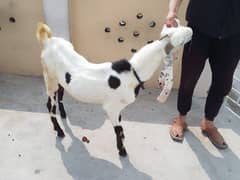 Goats For sale in Rawalpindi.