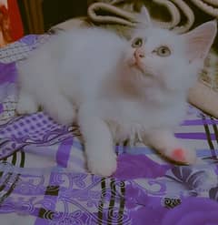 Persian cat / Persian kittens / punch face/ peki face