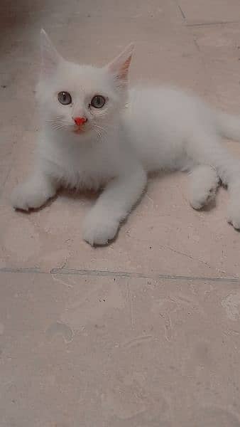 Persian cat / Persian kittens / triple coated / punch face/ peki face 2