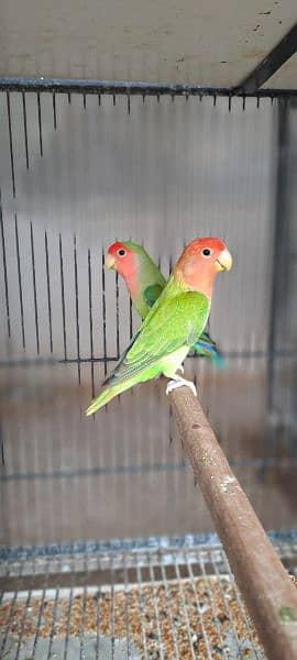 rozikolo love birds 0