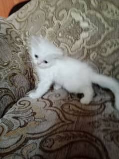 white Persian female kitten