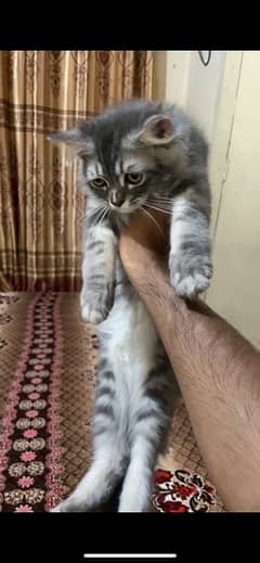 long coat male kitten in smokey grey well traind