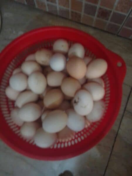 saleling fertile eggs 0