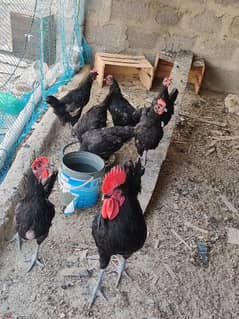 Australorp Hen Desi Murghi Andy dene wali