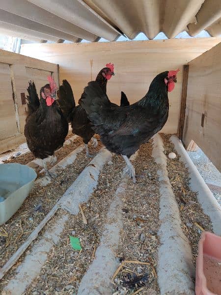 Australorp Hen Desi Murghi Andy dene wali 1