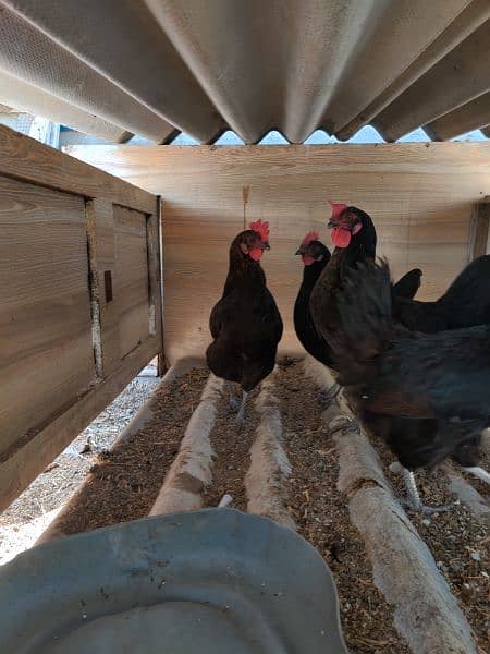 Australorp Hen Desi Murghi Andy dene wali 2