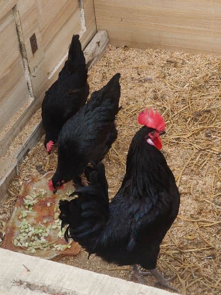 Australorp Hen Desi Murghi Andy dene wali 3