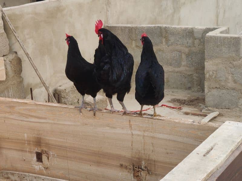 Australorp Hen Desi Murghi Andy dene wali 4